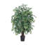 Arbre à feuillage Bush Ming en pot