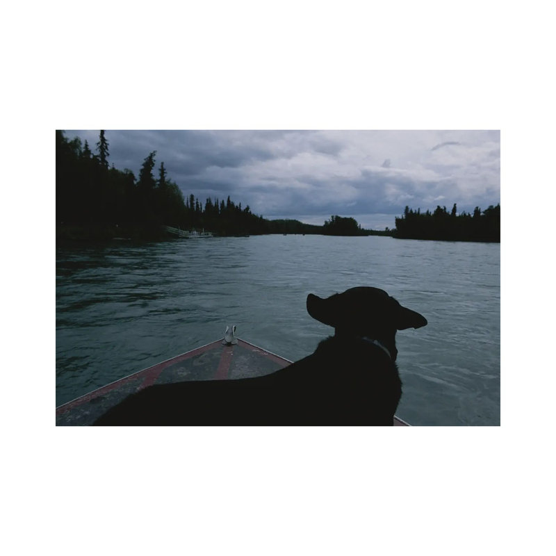 A Black Labrador Dog Travels Up The Kenai River On A Boat's Bow II by Joel Sartore - Gallery-Wrapped Canvas Giclée on Canvas