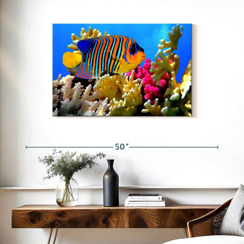 Brampt Queen Angelfish, 24" H x 36" W