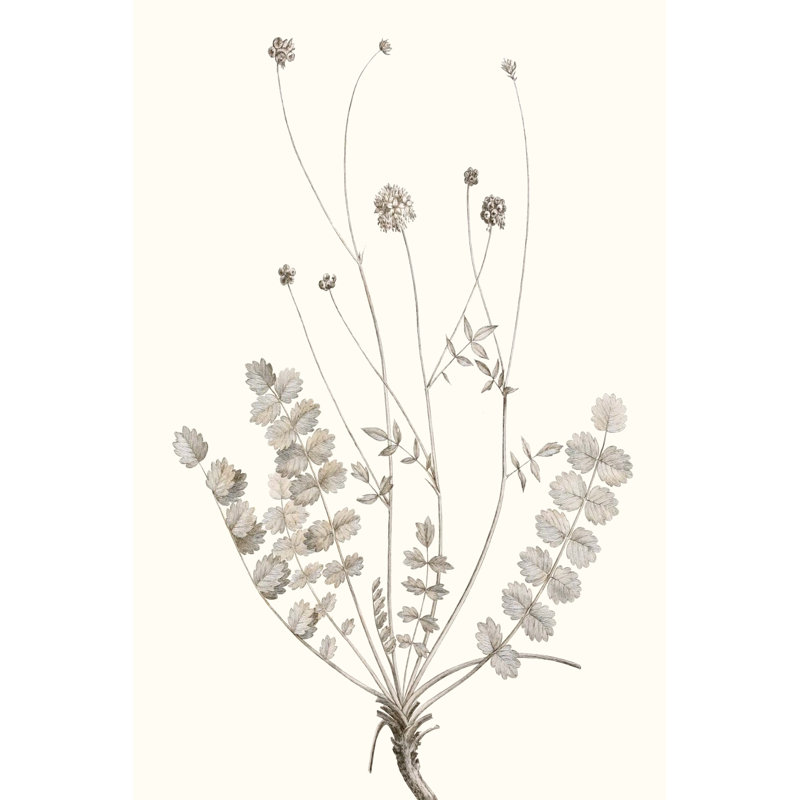 Neutral Botanical Study IX by Vision Studio - Painting Print, 122cm H x 81cm W, Wrapped Canvas