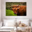 Fluffy Highland Cows-107675389