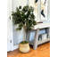 Olive Tree in Cement Pot Wrapped with Bamboo