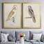 " Barn Owl " 2 - Pieces-368918795-368918796