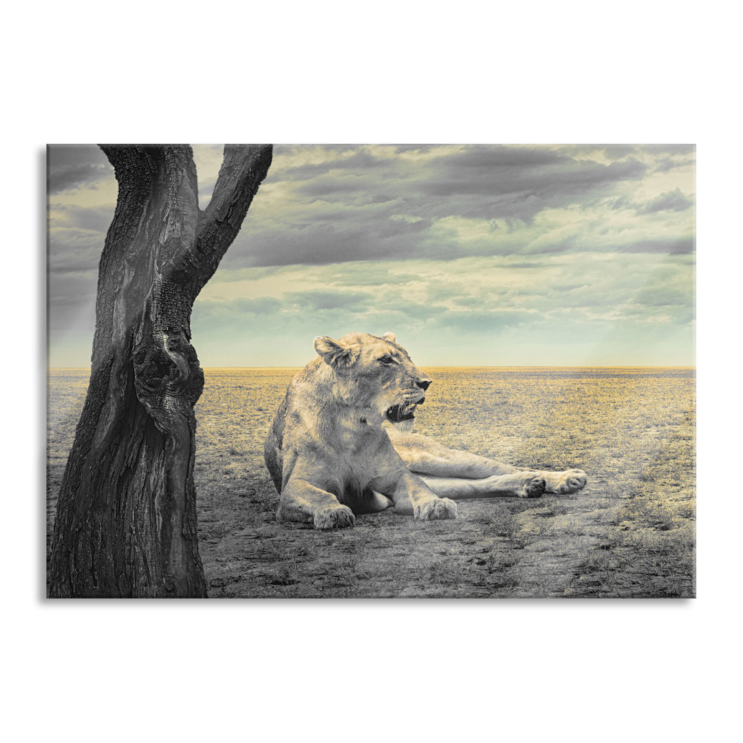 Ungerahmtes Foto auf Glas "Lioness Resting in a Savannah"