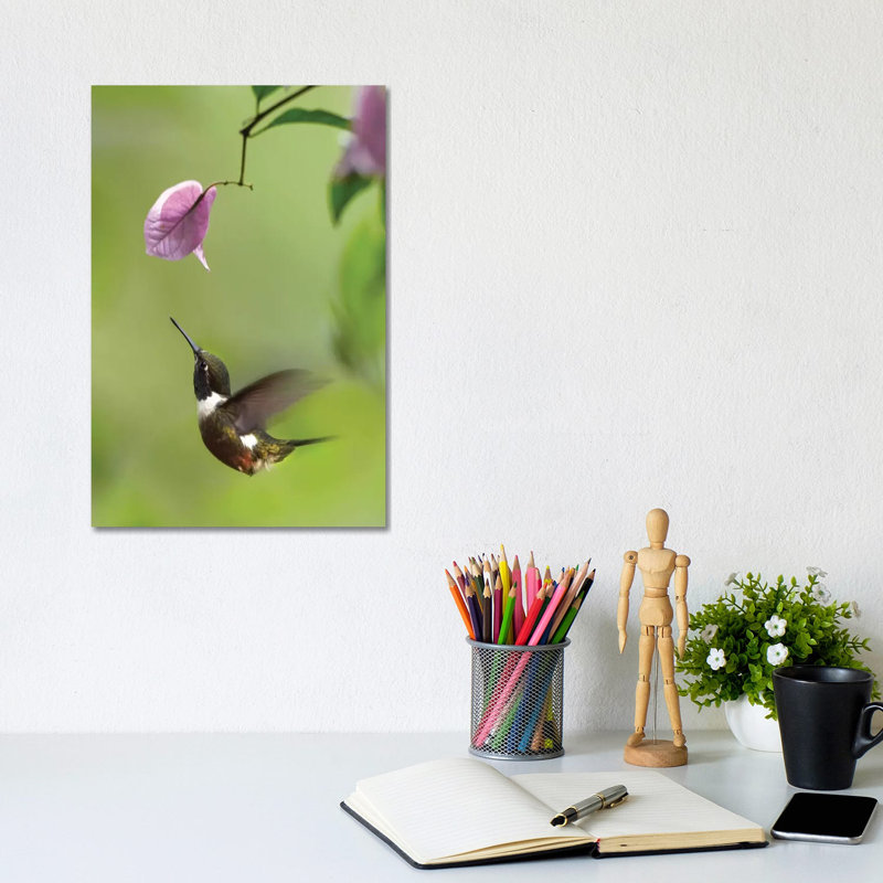 Purple-Throated Woodstar Hummingbird Hovering Near Bougainveillea Flower, Ecuador by Tim Fitzharris - Wrapped Canvas Print