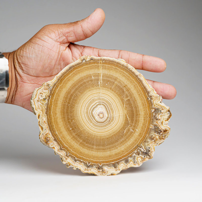Genuine Aragonite Stalactite Slice From Mexico (471 Grams)