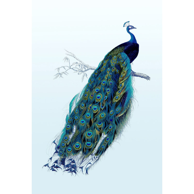'Beautiful Peacock' - Unframed Drawing Print on Paper
