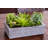Succulent Garden with Concrete Planter