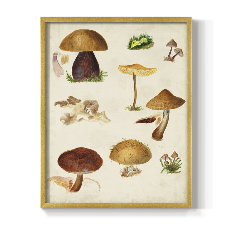 Reproduction encadrée champignon Mushroom Species II, H 11 po x l 9 po, Doré