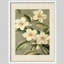 Reproduction d'art encadrée botanique blanc Magnolia-112375077-112375081