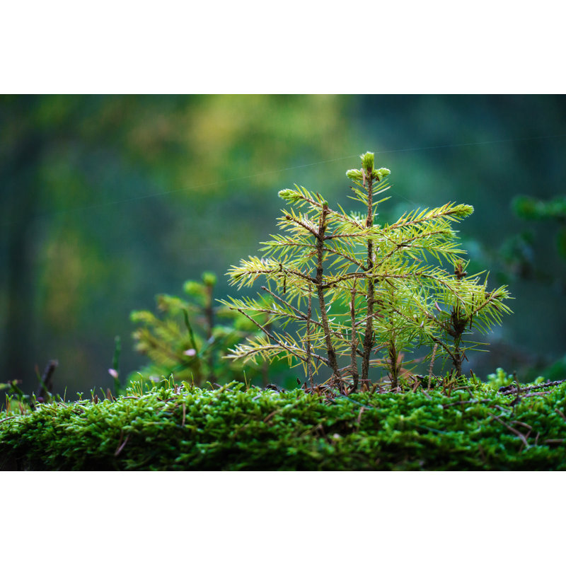Young Spruce Tree by Kerrick - Wrapped Canvas Print, 51cm H x 76cm W x 3.8cm D