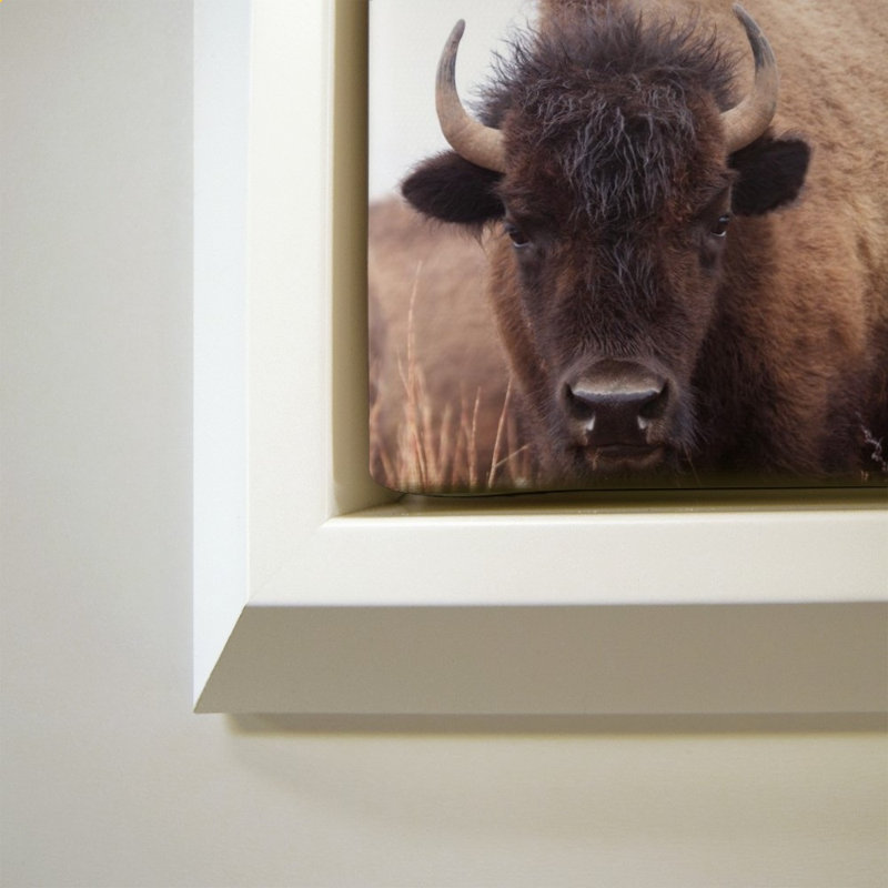 «American Bison IV» par Debra Van Swearingen - Impression sur toile, White
