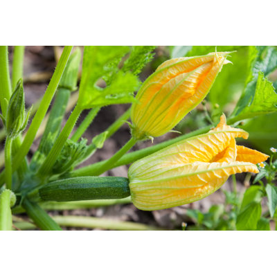 Flowers Zucchini by Zaitsev - Wrapped Canvas Print