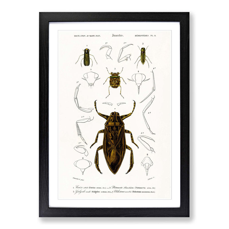 Beetle Illustrations PL.4 by Charles D'Orbigny - Single Picture Frame Print, 63cm H x 45cm W x 2cm D, Black Framed