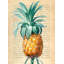 Pineapple, After Redouté by Remy Dellal - Wrapped Canvas Art Prints-1756756033