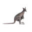Statue kangaroo australienne outback