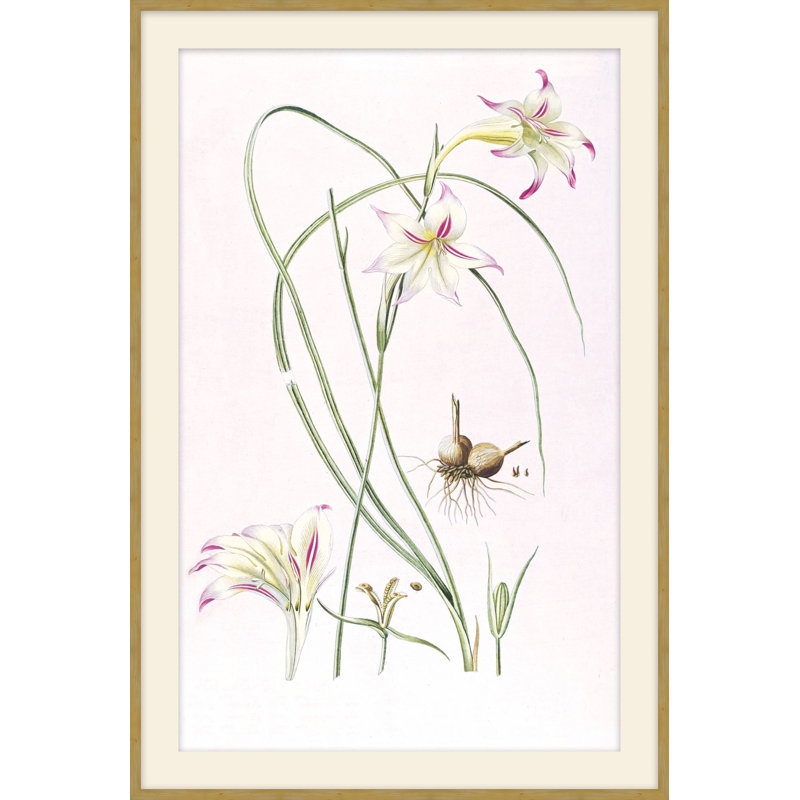 Lilium 1 Print, 43.48" H x 29.48" W
