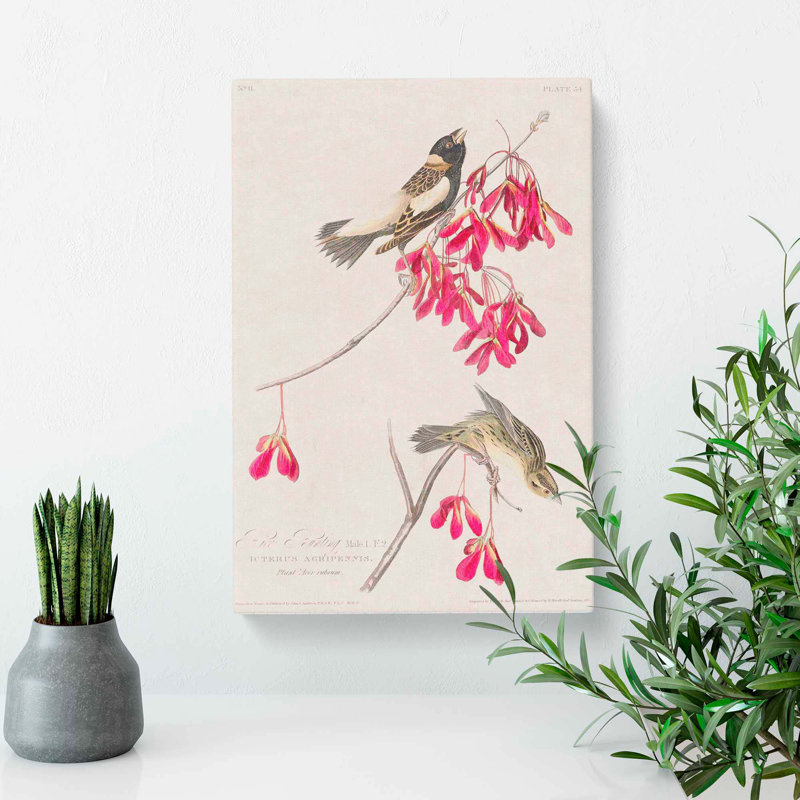 Rice Birds by John Audubon - Wrapped Canvas Print, 50cm H x 35cm W x 3cm D