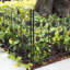 Antwerp 67cm H x 69cm W Included 5 panel Garden Fence