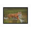 « amur tiger rerefroidissant off », impression sur toile-33109049-72404102-72404103