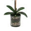 Phalaenopsis Orchid With Bamboo In Glass Vase
