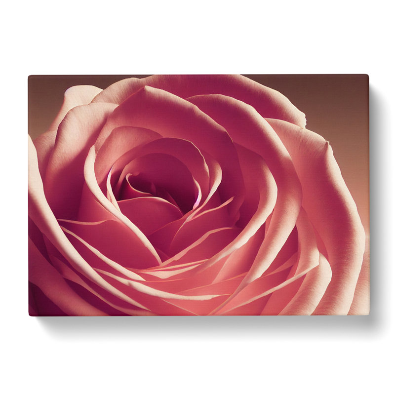 Beguiling Rose Flower - Wrapped Canvas Print, 35cm H x 50cm W x 3cm D