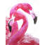 «Watercolor Flamingo Love», reproduction sur toile