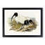 White Ibis Birds by Elizabeth Gould - Framed Print-55612580-55612579