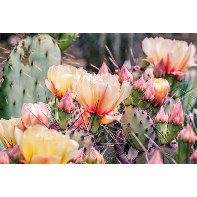 Prickly Pear - Wrapped Canvas Print