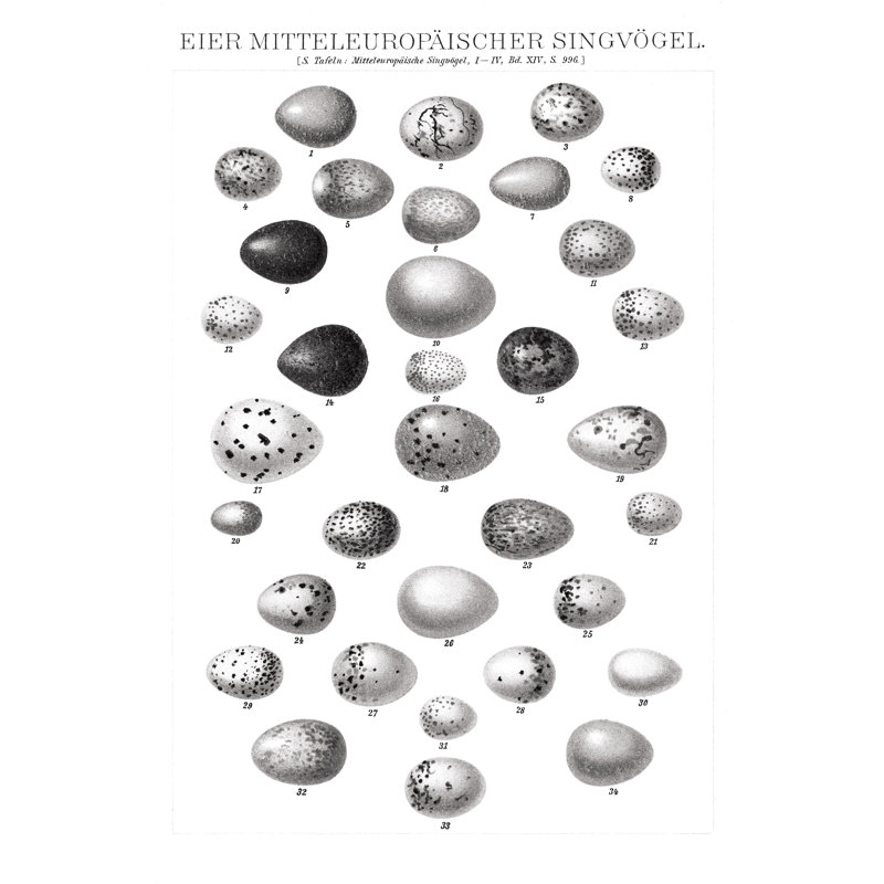 Songbird Egg Chart BW by Wild Apple Portfolio - Wrapped Canvas Print, 122cm H x 81cm W x 3.8cm D