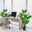 152Cm Artificial Palm Tree in Planter