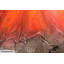 Miss Jones Canvas Print