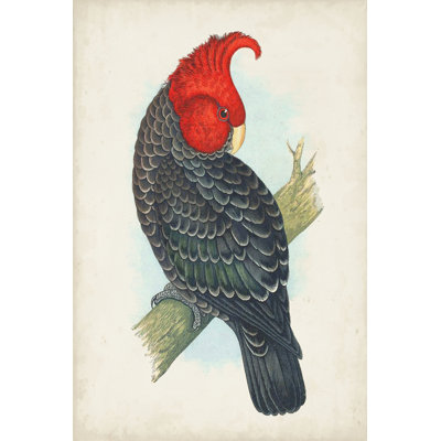 Antique Cockatoo I - Painting