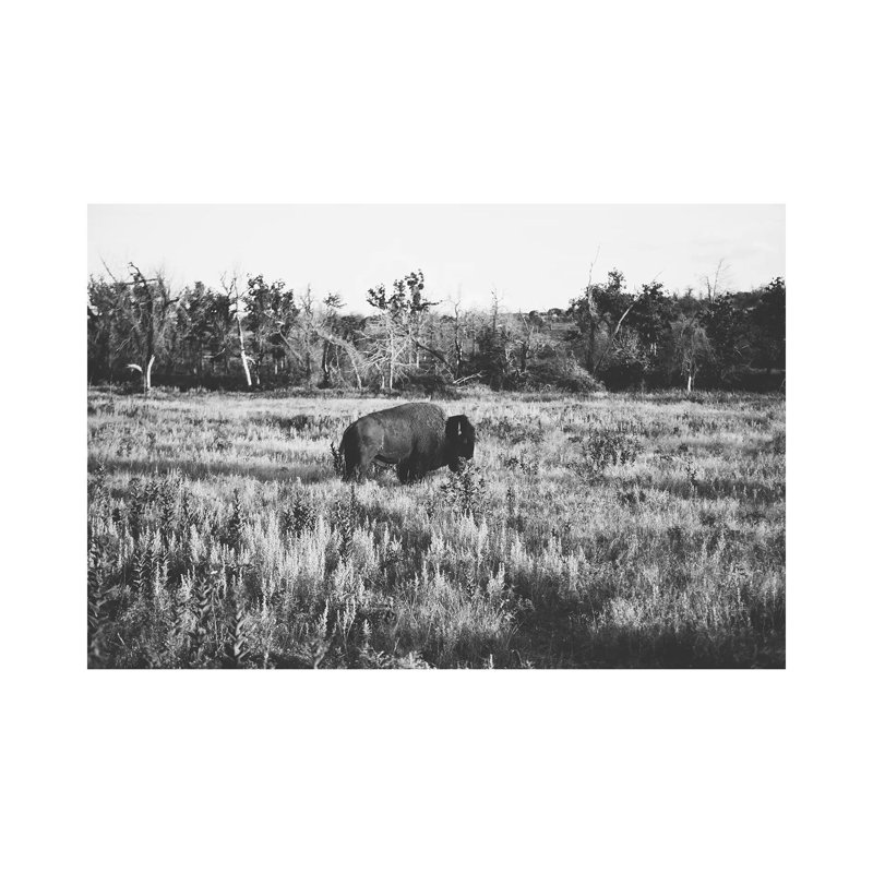 Lone Buffalo by Bethany Young - Print on Canvas, Wrapped Canvas, 45.72cm H x 66.04cm W x 1.91cm D