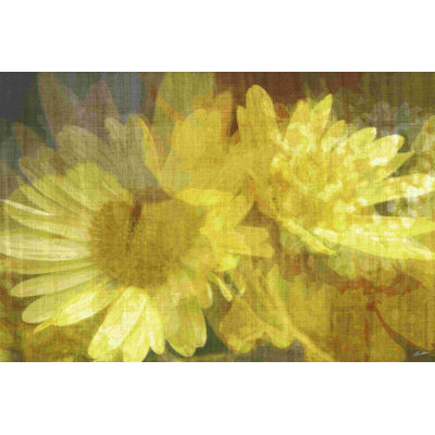 Daisy Daisy II