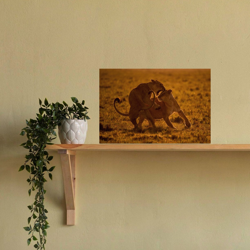 Golden Hour Lion Play Playful Abstract Contemporary Cat Lion Nature Sunset Wall Art Print 1 Piece Wrapped Canvas Wall Art