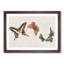 Four Butterflies by Fujishima Takeji - Framed Print-55577732-55577731
