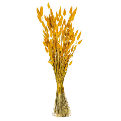 Primrue 24" Dried Bunny Tail Lagurus Bunch, 3.5 oz. This is a natural product, dimensions and color may vary plant to plant.