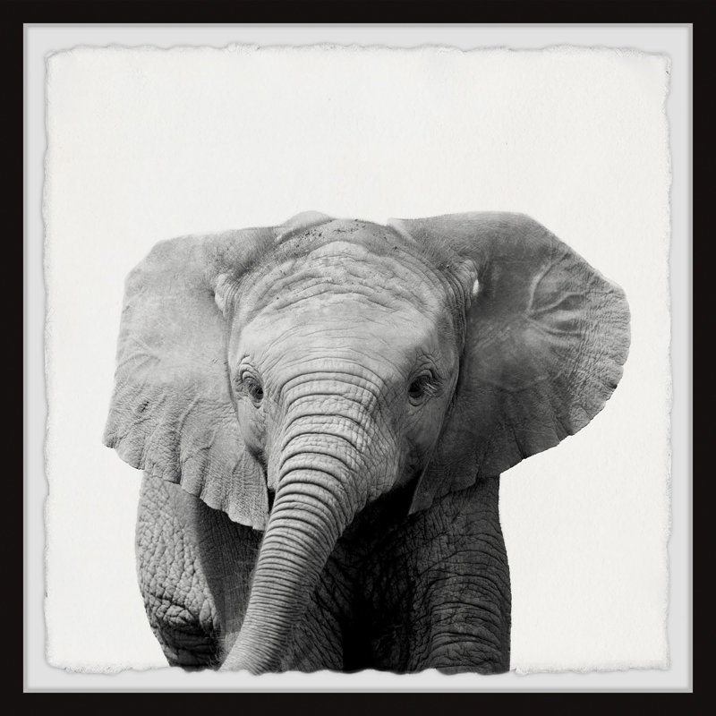 King Of The Elephants by Maria Giovanni - Single Picture Frame Print, 41cm H x 41cm W x 3.81cm D