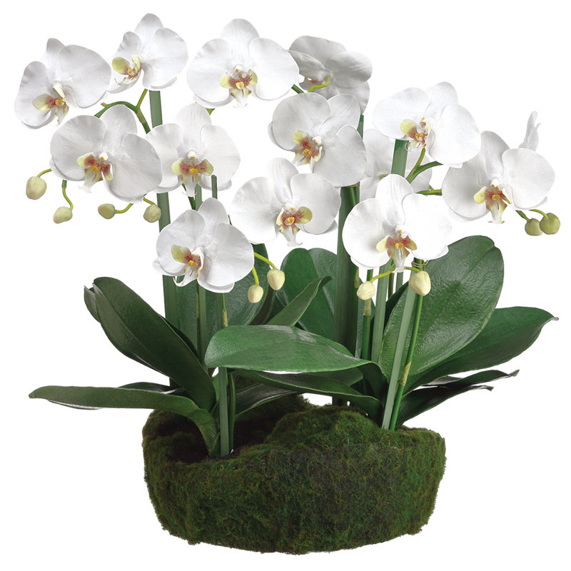 20"phalaen. Plant W/ Soil/moss