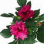 50cm Faux Tree in Pot Liner-101685331