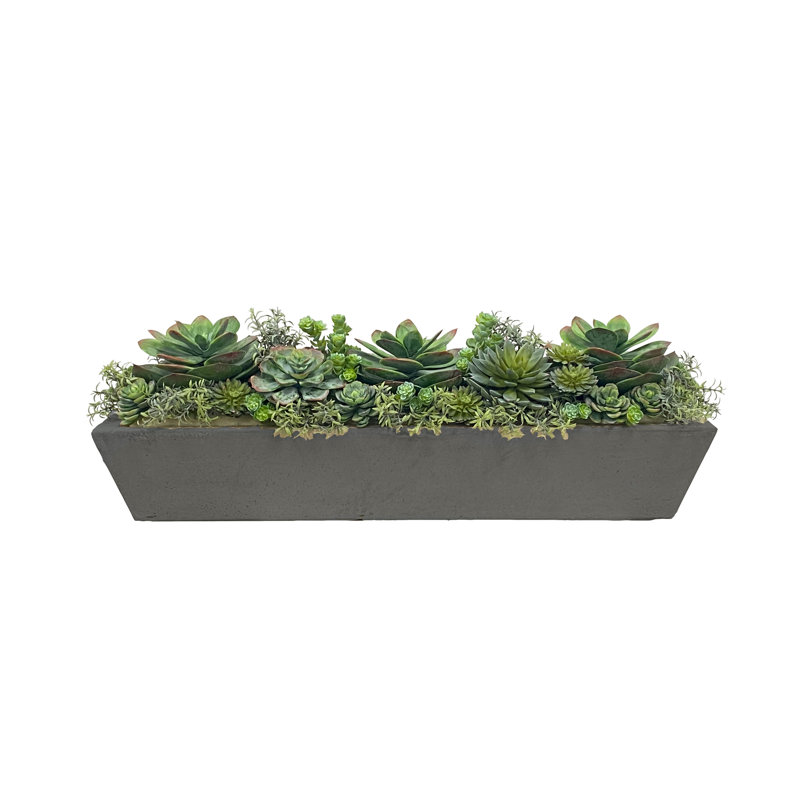 Succulents Mix In Long Pot