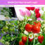 Red Light Plant Grow Light-88280313