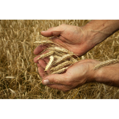 «Checking Grain Maturité» par Magmos