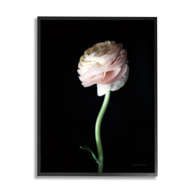 «Stupell Industries Ranunculus Flower», art mural sur toile par Debra Van Swearingen