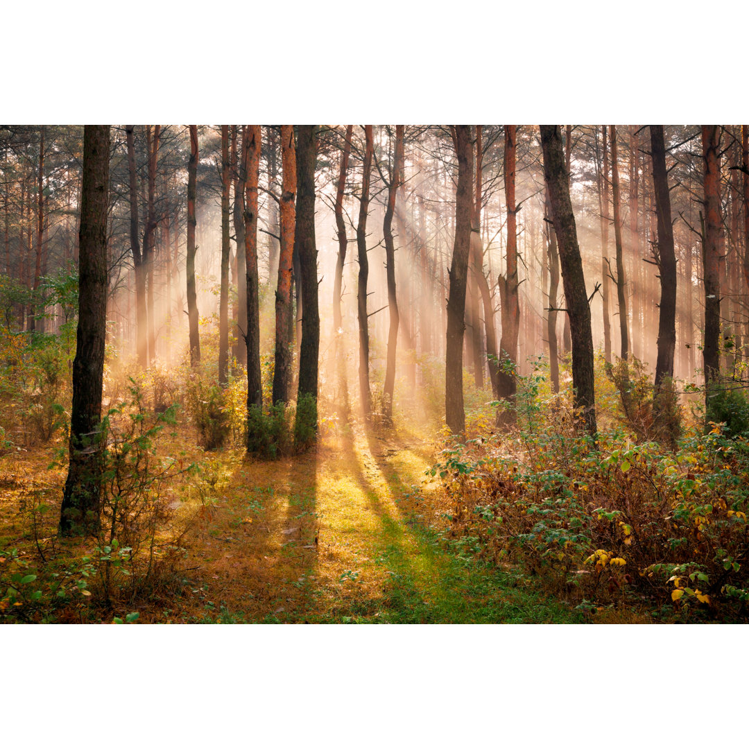 Herbstwald von Konradlew - Wrapped Canvas Set