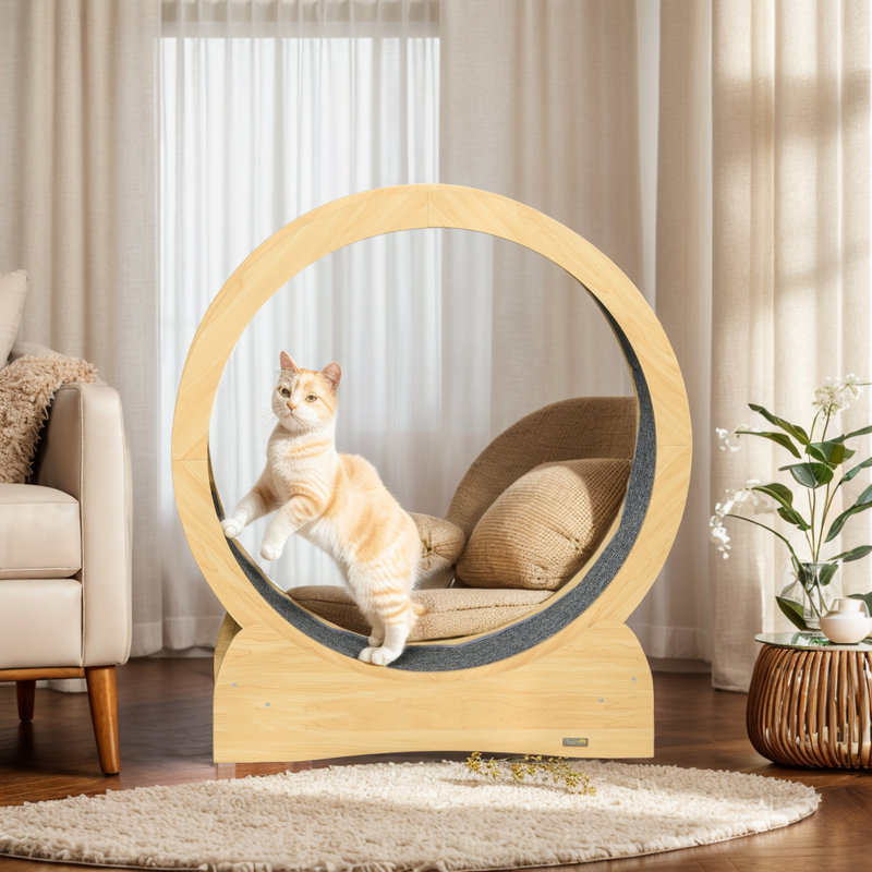 Roue d'exercice pour chat