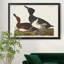 Ring Ringed Duck - reproduction de cadre photo sur toile-968036538-968036541