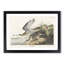Bartram Sandpiper Birds by John James Audubon - Framed Print-57844752-57844753