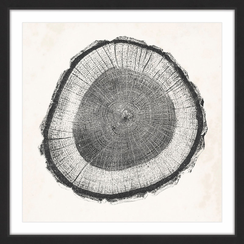 «Tree Ring II», reproduction encadrée, H 18 po x l 18 po, Encadré de noir mat